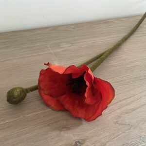 Papaver rood