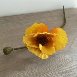 Papaver oranje
