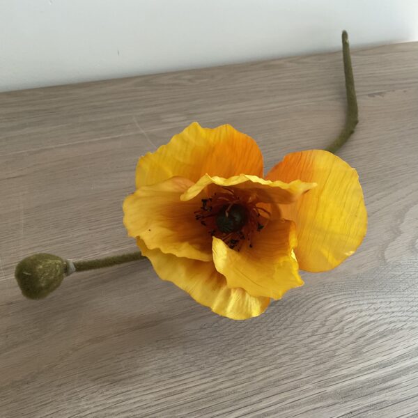 Papaver oranje