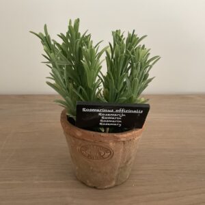 Rozemarijn in pot