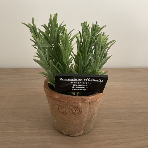 Rozemarijn in pot