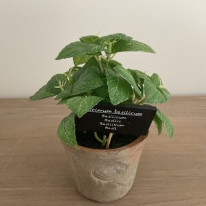 Basilicum in pot