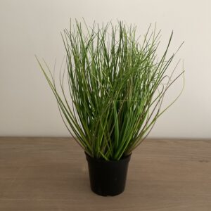 Siergras in pot