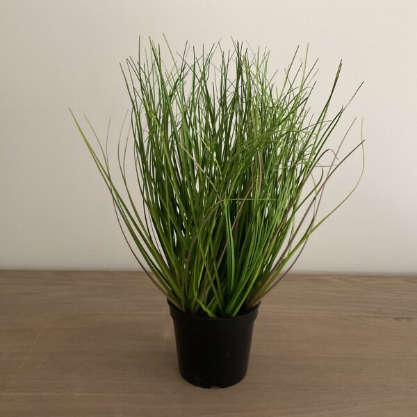 Siergras in pot