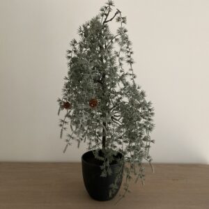 Dennenboom in pot