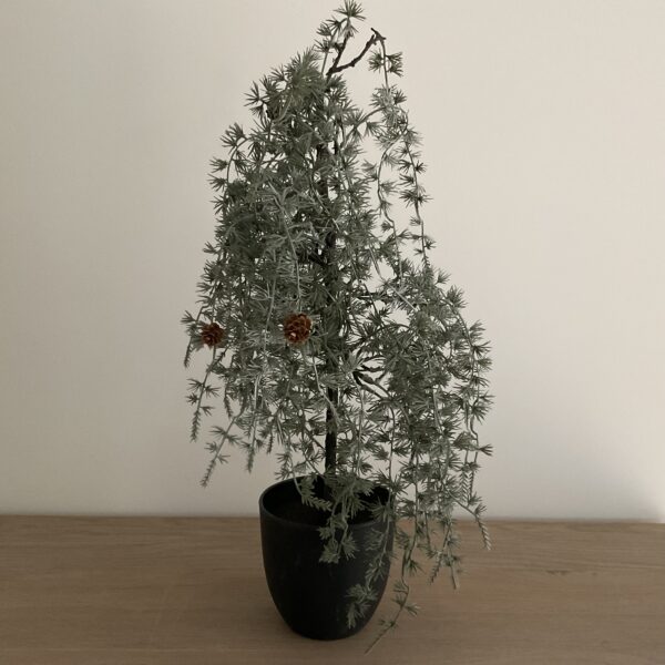Dennenboom in pot