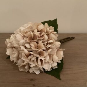 Hortensia beige