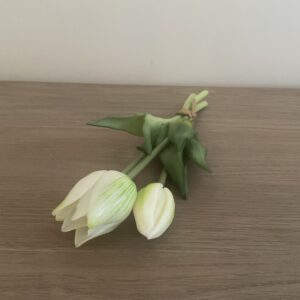 Tulpen crème (3)