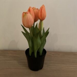 Tulp in potje zalm