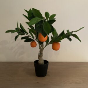 Appelsienen plant