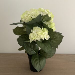 Hortensia in pot
