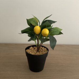 Citroenboompje in pot