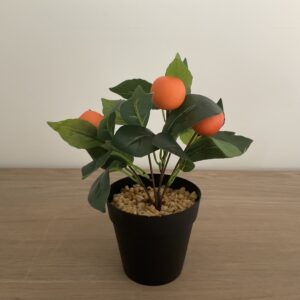 Sinaasappel boompje in pot