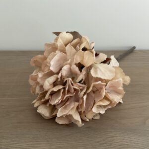 Hortensia beige