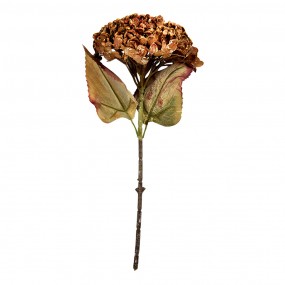 Hortensia bruin