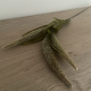 Setaria naaldaar groen