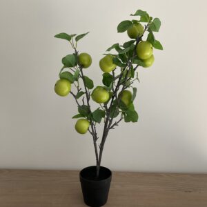 Appelboom in pot